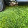Vw golf 1.9 tdi mk5 Image 5