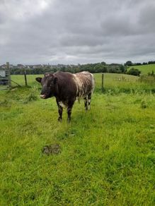 Shorthorn Bull