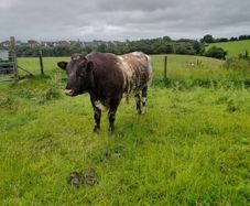 Shorthorn Bull