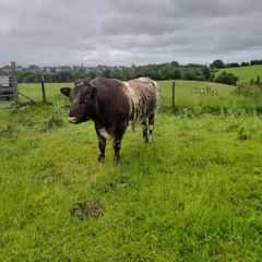 Shorthorn Bull