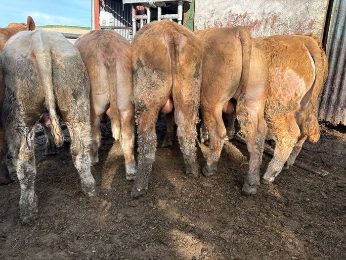 25 smashing Charlie bullocks