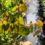 Cercidiphyllum japonicum, Katsura tree, Caramel tree Image 2
