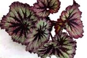 Begonia