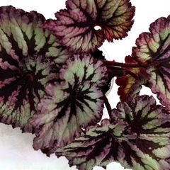 Begonia