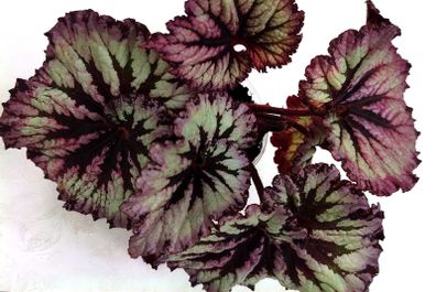 Begonia