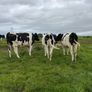 In Calf Heifers Image 3