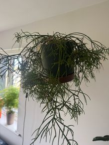 plants