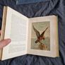 Wood's Natural History, 1893 ed. Incredible Condition. Image 4