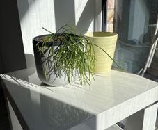 Plant + Pots