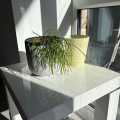 Plant + Pots