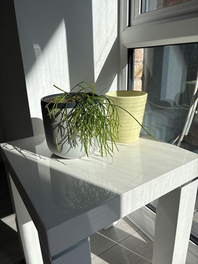 Plant + Pots