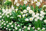 White Summer Flower Collection