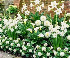 White Summer Flower Collection