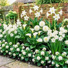 White Summer Flower Collection