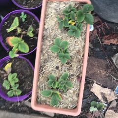 strawberry  plant