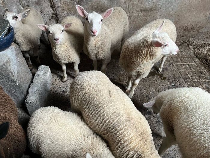 Ewe lambs