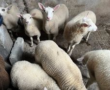 Ewe lambs