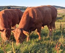 Top Quality Pedigree Registered Limousin Bulls