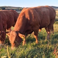 Top Quality Pedigree Registered Limousin Bulls