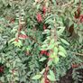 Plant Image 4
