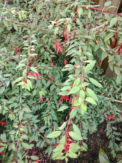 Plant