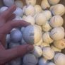 60 proV1 golf balls Image 7
