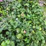 plant Image 2