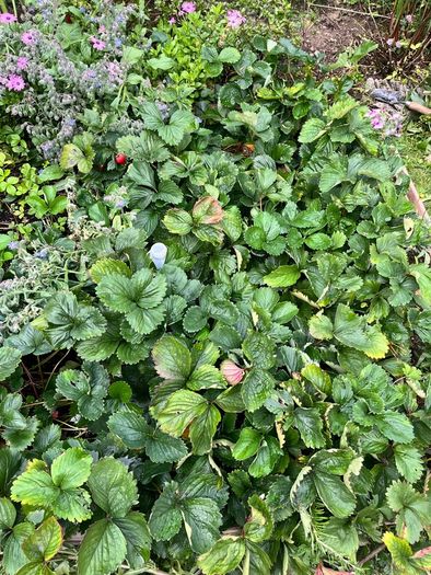 plant