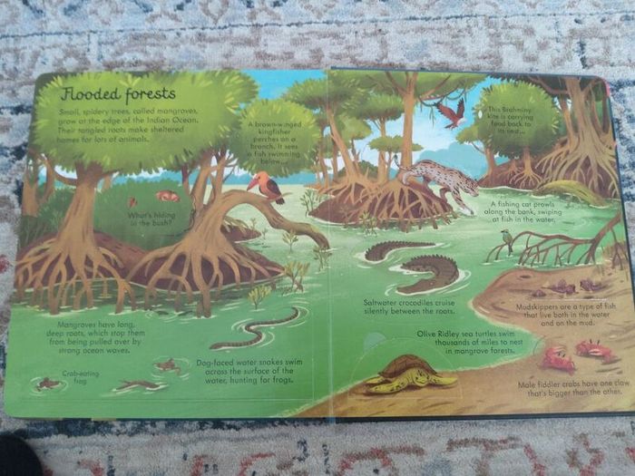Usborne Look Inside Sea and Oceans