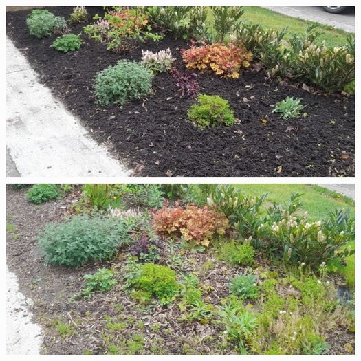Garden maintenance