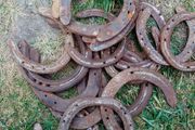 20 horse shoos