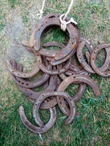 20 horse shoos