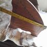 Oak Book Trough with Inlaid Border Image 8