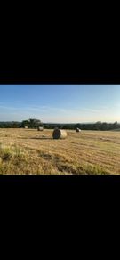Organic hay 200 bails
