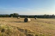 Organic hay 200 bails