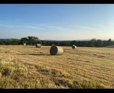 Organic hay 200 bails