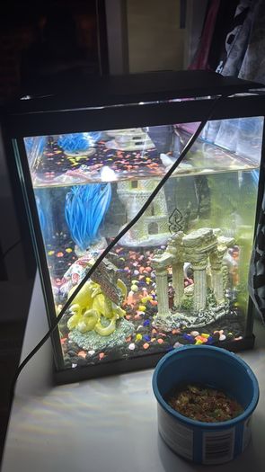 60 litre fish tank