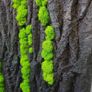 Panel in stabilised black oak bark with live moss 50x50cm Image 2