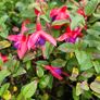 Fuchsia Plants 2euros Image 5