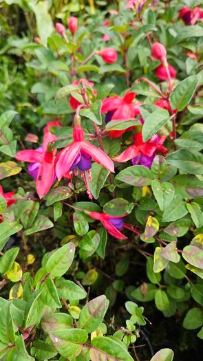 Fuchsia Plants 2euros