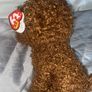 3 medium size TY teddys Image 5