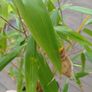 Plants clumping bamboo 1L pots Image 4