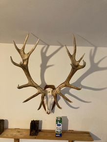 Red deer scull and antlers