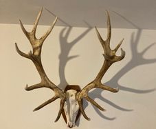 Red deer scull and antlers