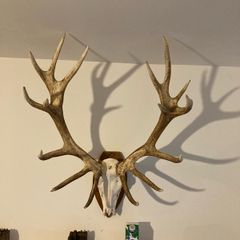 Red deer scull and antlers