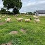 Hoggets Image 8