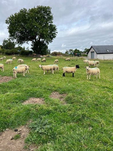 Hoggets