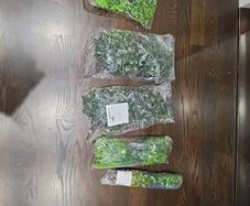 Artificial Plants