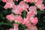 (S) Sweet Pea Evelyn seeds 2g (415076)