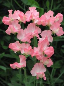 (S) Sweet Pea Evelyn seeds 2g (415076)